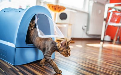 Adopter un chat : les accessoires importants et indispensables