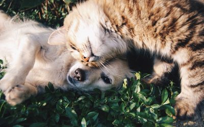 Un animal de compagnie à la maison, mais pourquoi ?