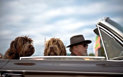 Le chien et le voyage, ce qu’il faut savoir