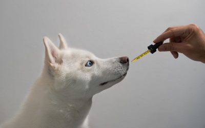 Le CBD pour animaux : bienfaits, usages et précautions à connaître