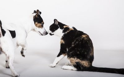 Canin et félin : un dressage réussi