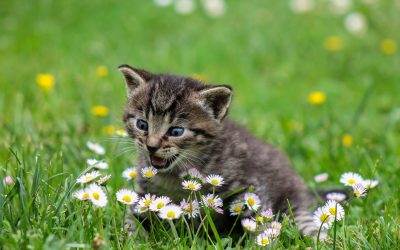 Quelles sont les choses à savoir pour préparer l’accueil d’un chaton ?