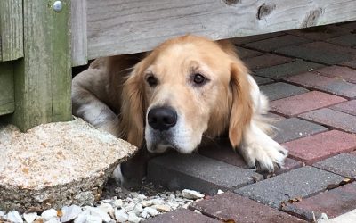 Investir dans une clôture anti fugue pour préserver la sécurité de votre animal