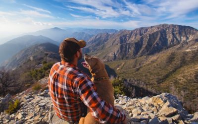 Selon un baromètre de la SPA, les abandons de chiens sont en baisses