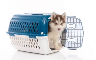 La cage pour chien, un accessoire qui devient indispensable