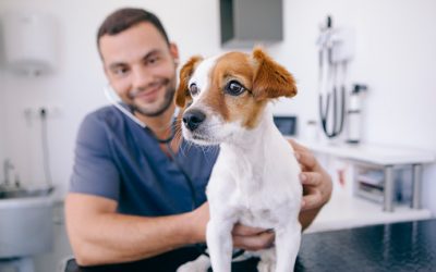 Prendre soin de son animal de compagnie âgé