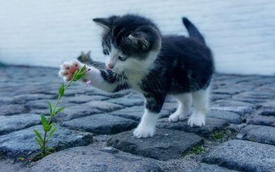 Comment prendre de belles photos a votre chat ?