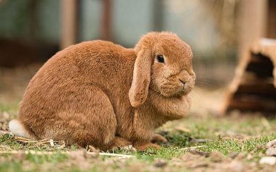 Que devez-vous savoir sur le lapin Bélier ?