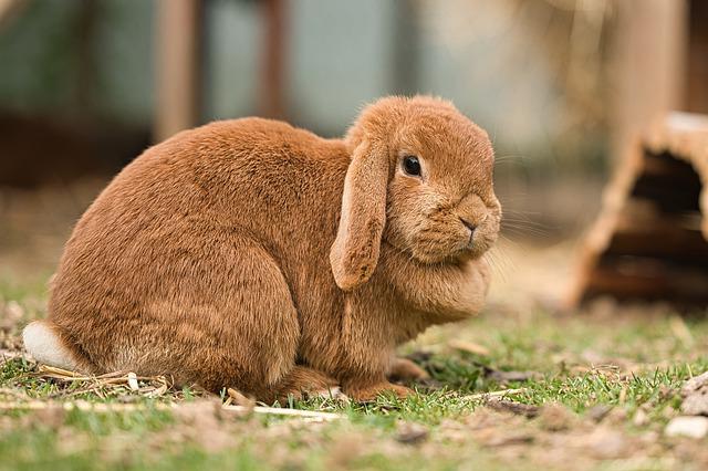 Que devez-vous savoir sur le lapin Bélier ?