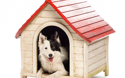 Comment choisir une niche pour son chien ?