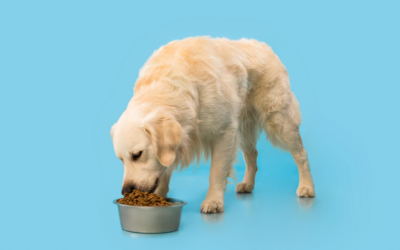Quels nutriments sont a privilegier dans les croquettes pour chiens ?