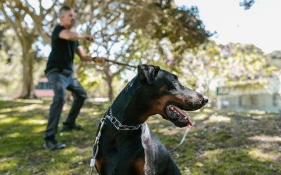 Le Pinscher nain : un petit chien au grand coeur