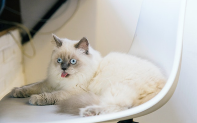 Le Ragdoll : un chat au caractere doux et attachant