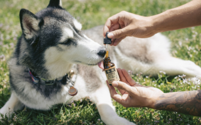 CBD pour animaux : quels sont les bienfaits ?