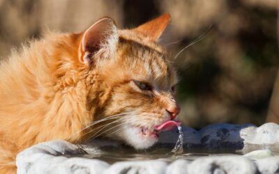 Comment choisir une fontaine à eau adaptée pour le bien-être de votre chat