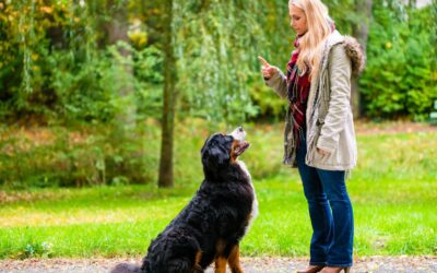 Comment réussir une formation avec les animaux pour transformer sa passion en métier