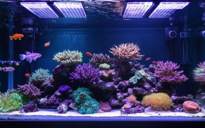 Test complet de la pompe Nero 5 : une révolution pour votre aquarium face aux modèles Vortech et Tunze